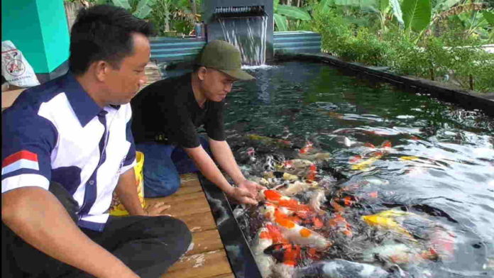 Keuntungan Sampai Puluhan Juta, Warga Banjaranyar Ciamis Sukses Budidaya Ikan Koi