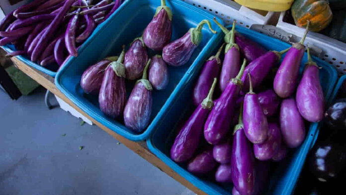 Manfaat Terong untuk Penderita Asam Urat, Kaya Antioksidan