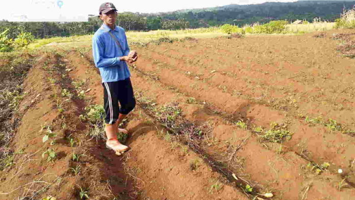 Petani ciamis Beralih Tanam Jagung