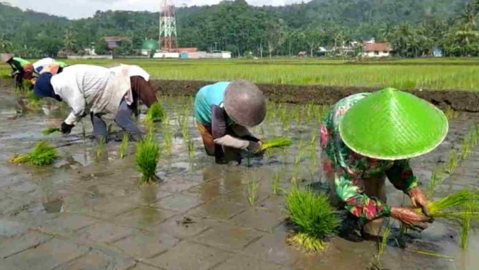 Petani di Pangandaran Ramai-ramai Tanam Padi Organik