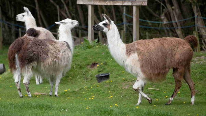 Potensi Pengobatan Corona Dari Antibodi Llama