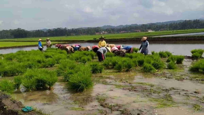 Akibat Pandemi, Distribusi Pupuk Subsidi ke Pangandaran Terhambat