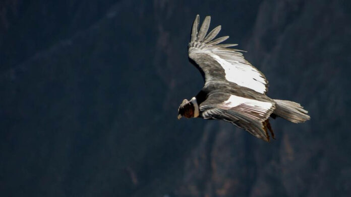 Fakta Unik Andean Condor, Burung Terbesar yang Tidak Bisa Berburu