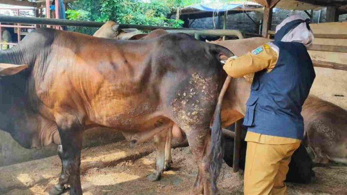 Jelang Idul Adha, Disnatan Kota Banjar Pantau Kesehatan Hewan Kurban