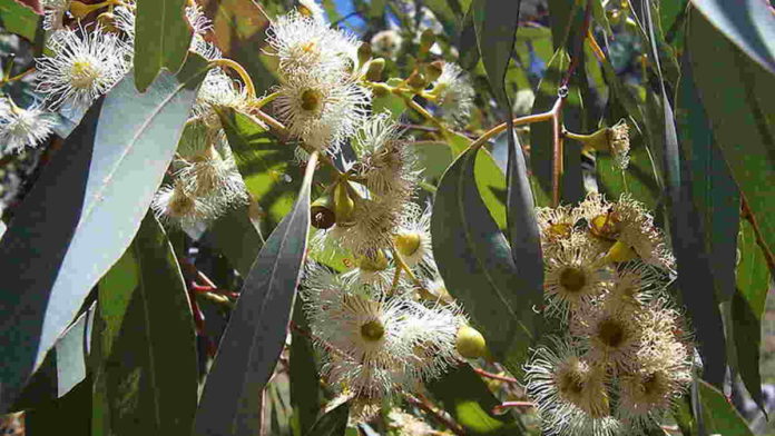 Kabar Eucalyptus Obat Corona Ternyata Belum Terbukti Secara Klinis