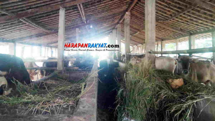 Mengintip Cara PerawatanTernak Sapi di Langensari Kota Banjar
