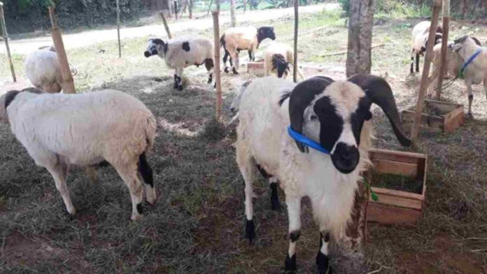 Penjualan Hewan Ternak di Ciamis