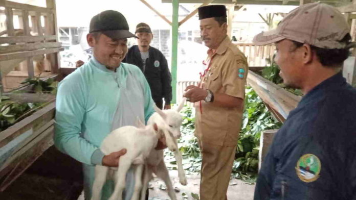 Poktan Ternak Jaya Makmur Pangandaran Kembangkan Ratusan Ternak Kambing