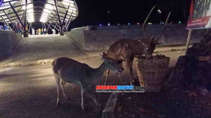 Banyak rusa berkeliaran di sekitar Pantai Timur Pangandaran. Foto: Entang SR/HR.