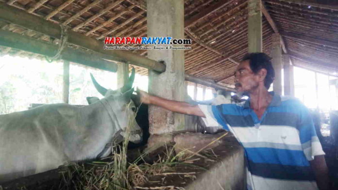 penjual sapi Jelang Idul Adha di kota banjar