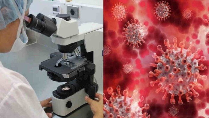 virus baru Corona