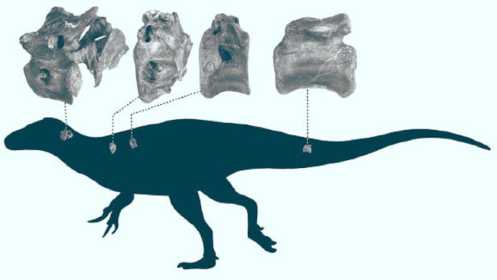 Penemuan Fosil Vectaerovenator Inopinatus Dari Periode Kapur