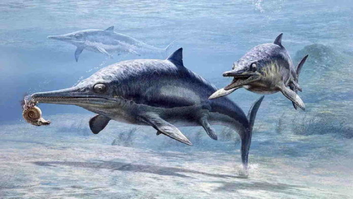 Penemuan fosil Ichthyosaurus dan Thalattosaurus