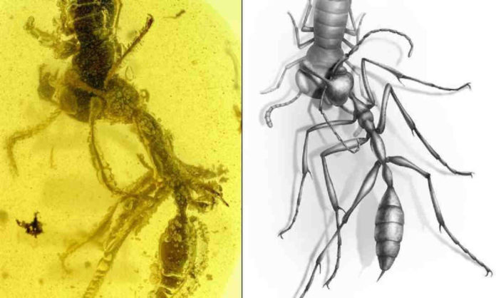 Penemuan Fosil Semut Neraka