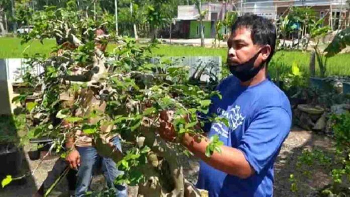 Bonsai Kirombeng