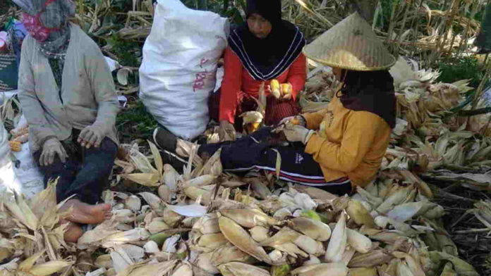 Harga Jagung Murah, Petani di Kabupaten Ciamis Mengeluh