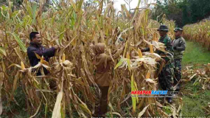 Panen Jagung