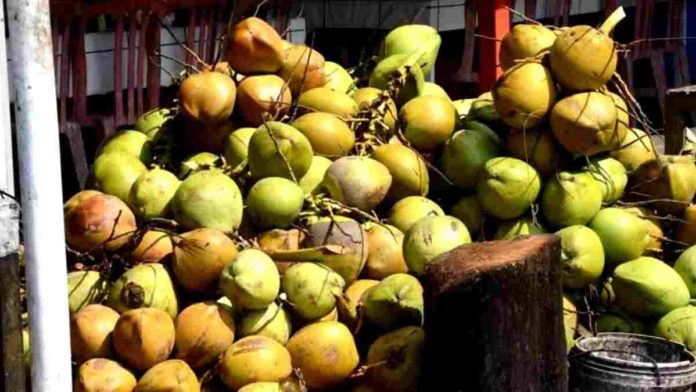 Produksi buah kelapa turun, permintaan pasar di Cipaku Ciamis meningkat. Foto: Net/Ist.