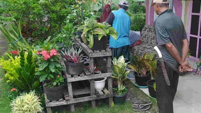 Bunga Aglonema Miliknya Dicuri, Warga Pangandaran Rugi Jutaan Rupiah