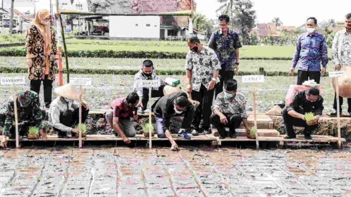 Bupati Ciamis Hadiri Gerakan Tanam Padi Organik