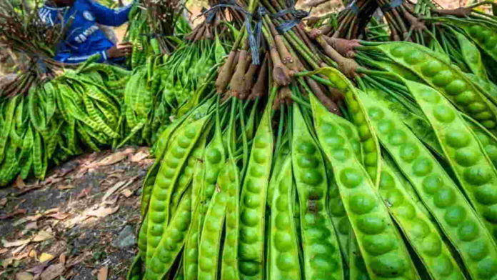 Harga Petai di Kawali Kabupaten Ciamis Terus Naik