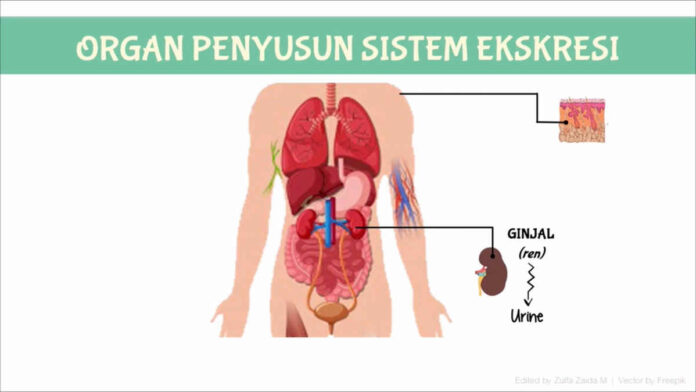 Penyakit pada Sistem Ekskresi yang Berbahaya, Apa Saja?