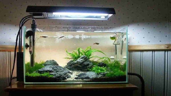 Desain Aquascape Sederhana Tampilkan Akuarium Yang Mempesona