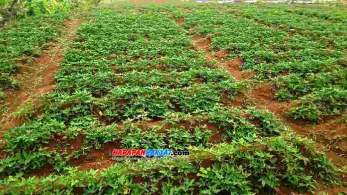 Masa tanam kedua, petani padi di Desa Talagasari, Kecamatan Kawali, Kabupaten Ciamis, beralih pola tanam dengan menanam ubi jalar. Foto: Edji Darsono/HR.