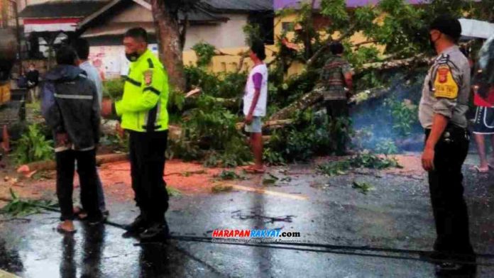 Pohon mahoni tumbang mengakibatkan Jalan Raya Sindangkasih, Kabupaten Ciamis, Jawa Barat. Peristiwa tersebut terjadi pada Jumat (04/12/2020), sekitar pukul 14.15 WIB. Foto: Fahmi Albartiansyah/HR.