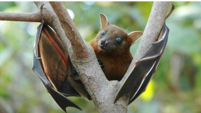 Gejala Virus Nipah, Cara Penularan Melalui Babi dan Kelelawar