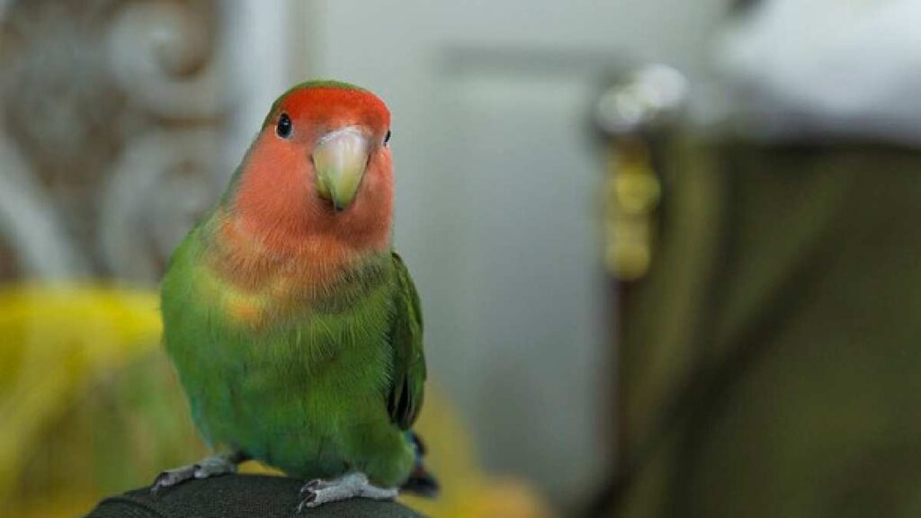 Jenis Lovebird Termahal