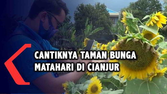 Kampung Bunga Matahari Cianjur, Destinasi Wisata Baru yang Instagramable