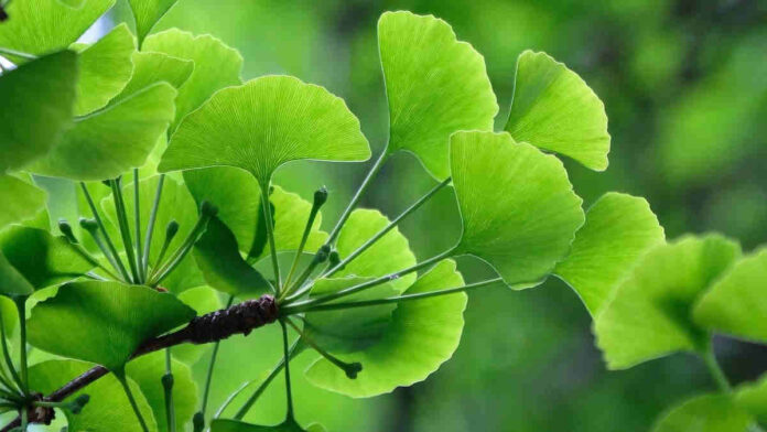 Manfaat Ginkgo Biloba