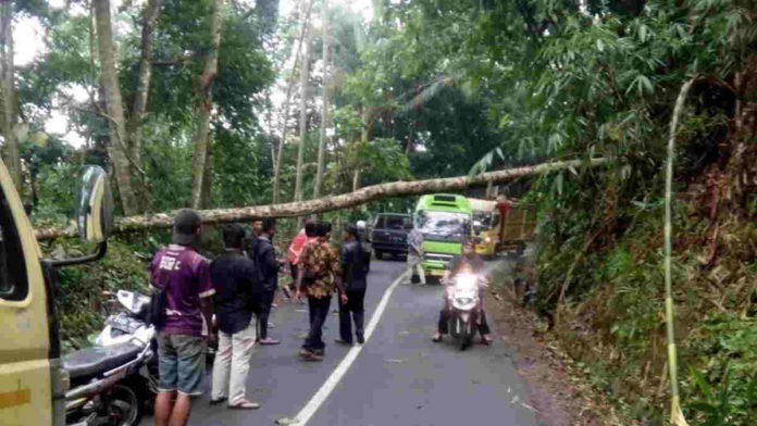 Pohon Tumbang di Ciamis Tutup Ruas Jalan Cipaku-Sukadana