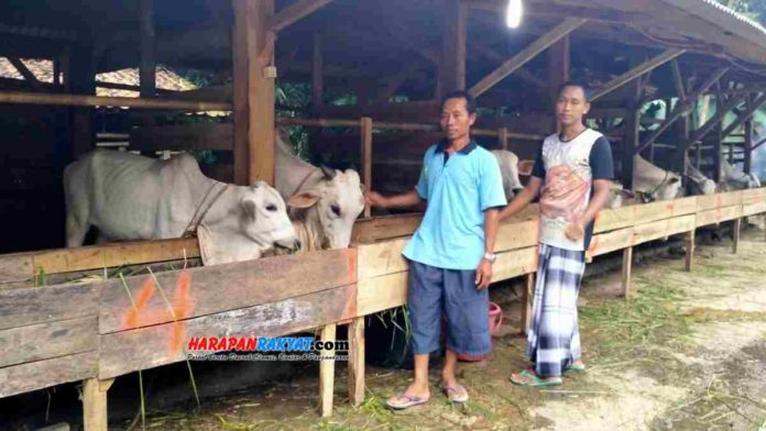 Usaha ternak sapi ditekuni Sogirin (36), pemuda asal Dusun Sidamulya, RT. 03/01, Desa Sukamukti, Kecamatan Pamarican, Kabupaten Ciamis, Jawa Barat. Foto: Suherman/HR.