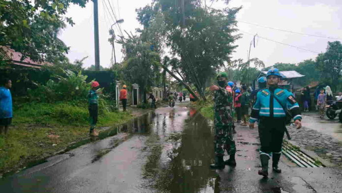 Hujan Deras, Pohon Angsana Tumbang di Jalan Sukarame Tasikmalaya