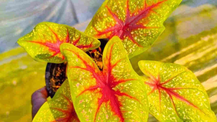 Jenis Caladium Langka