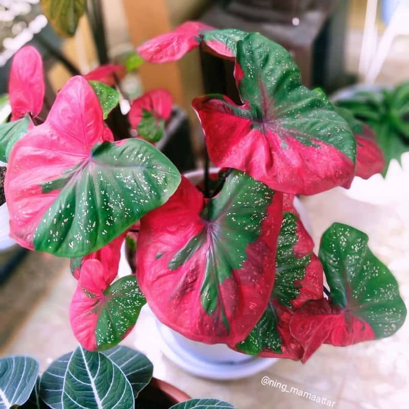 Jenis Caladium Langka