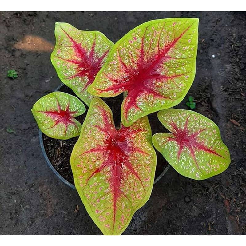 Jenis Caladium Langka