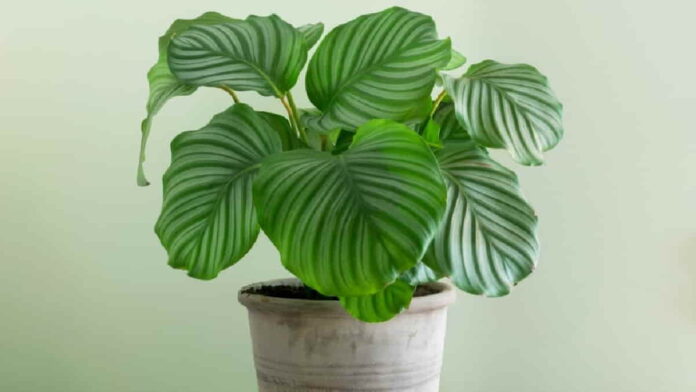 Jenis Calathea Berdaun Cantik