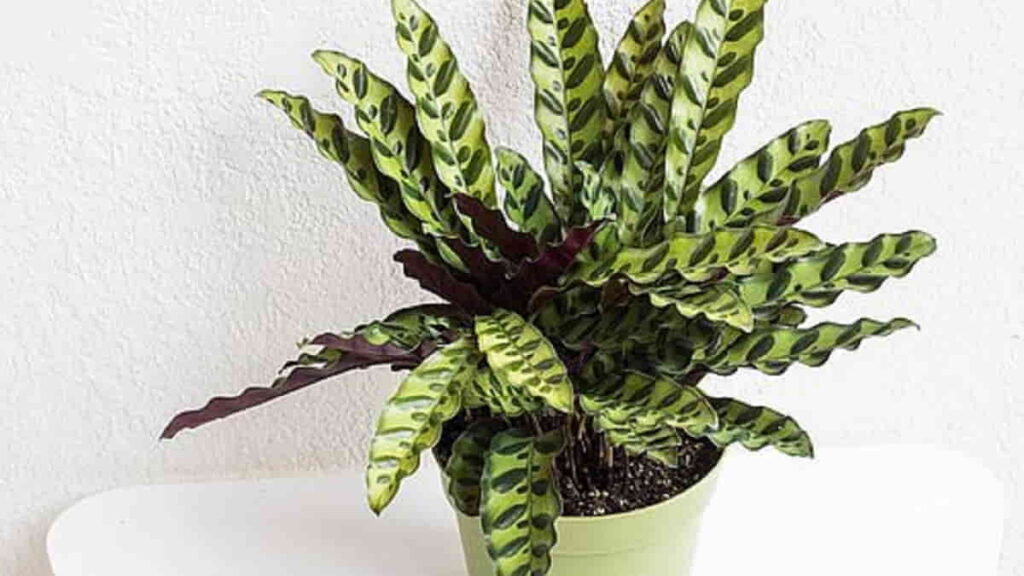 Jenis Calathea Berdaun Cantik