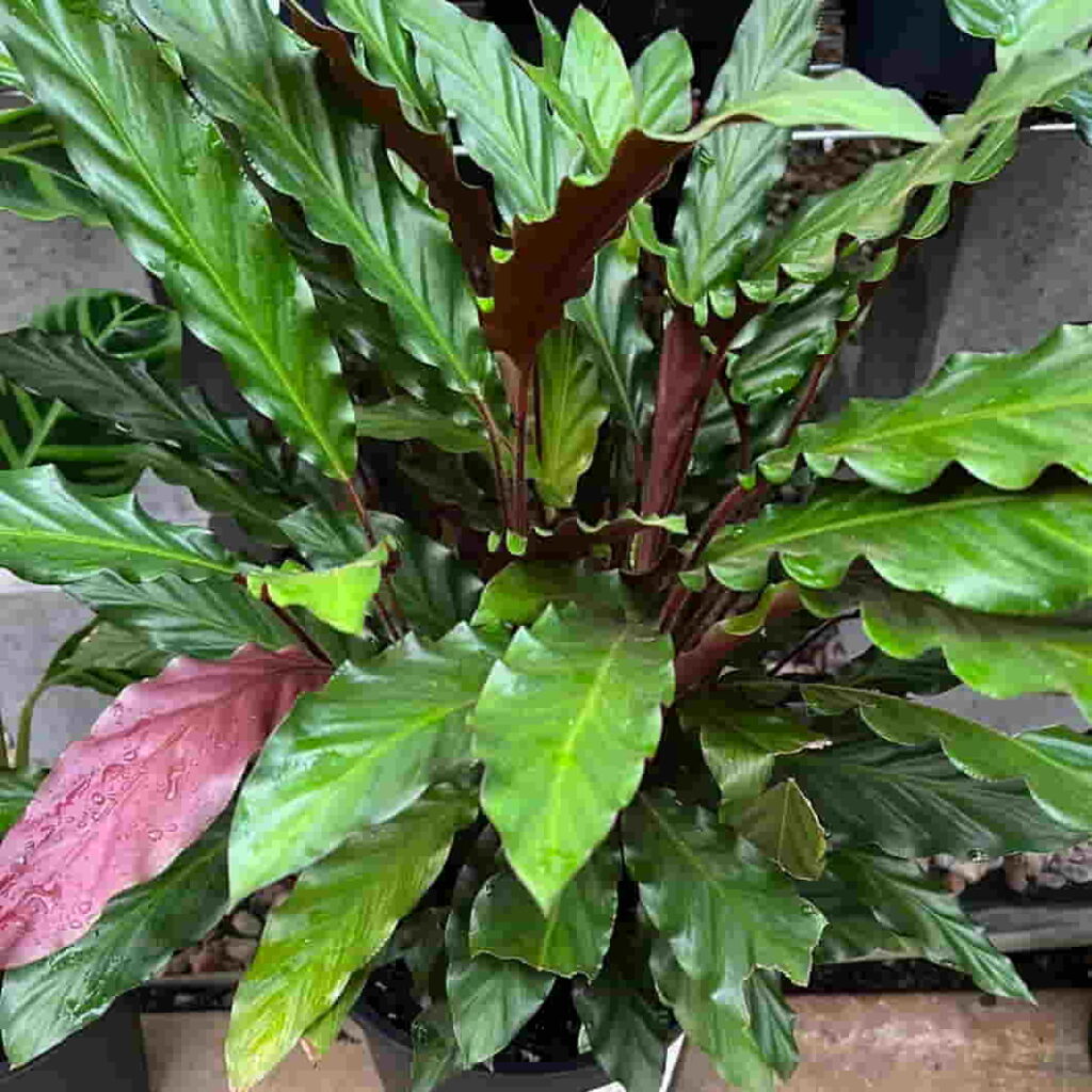 Jenis Calathea Berdaun Cantik