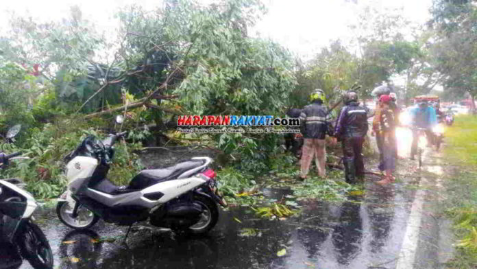 Pohon Tumbang Bikin Macet Jalan Garuda Lanud Wiriadinata Tasikmalaya