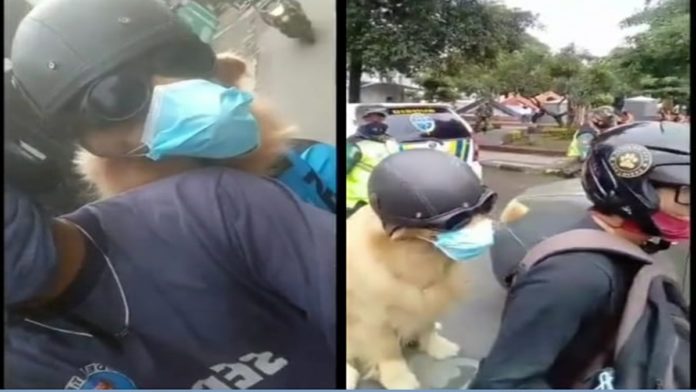 Viral Anjing Pakai Masker di Tasikmalaya