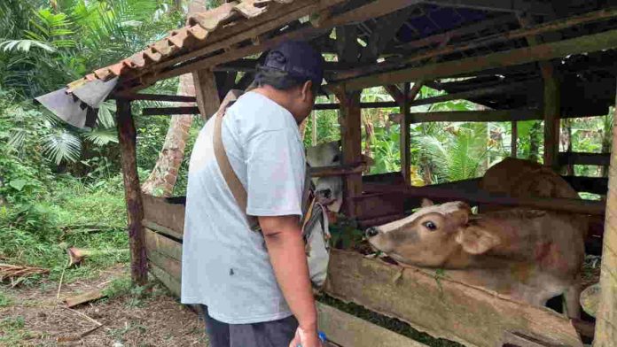 Bank Pakan Silase Solusi Peternak Sapi Pangandaran Hadapi Kemarau