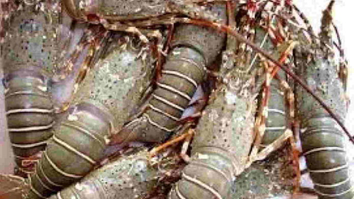 Bupati Pangandaran Larang Nelayan Tangkap Benih Lobster