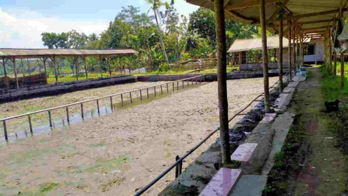 Harga Ikan mas