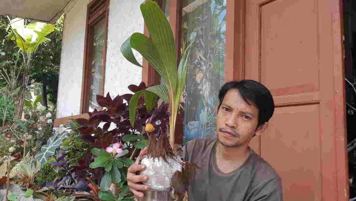 Keren, Warga Ciamis Sulap Kitri Kelapa Jadi Bonsai Berbentuk Hewan