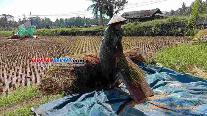 Lahan Pertanian di Pangandaran