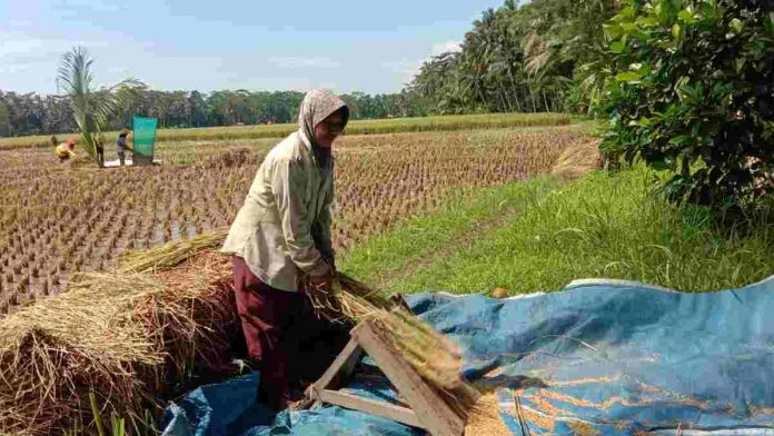 Hasil Pertanian Pangandaran